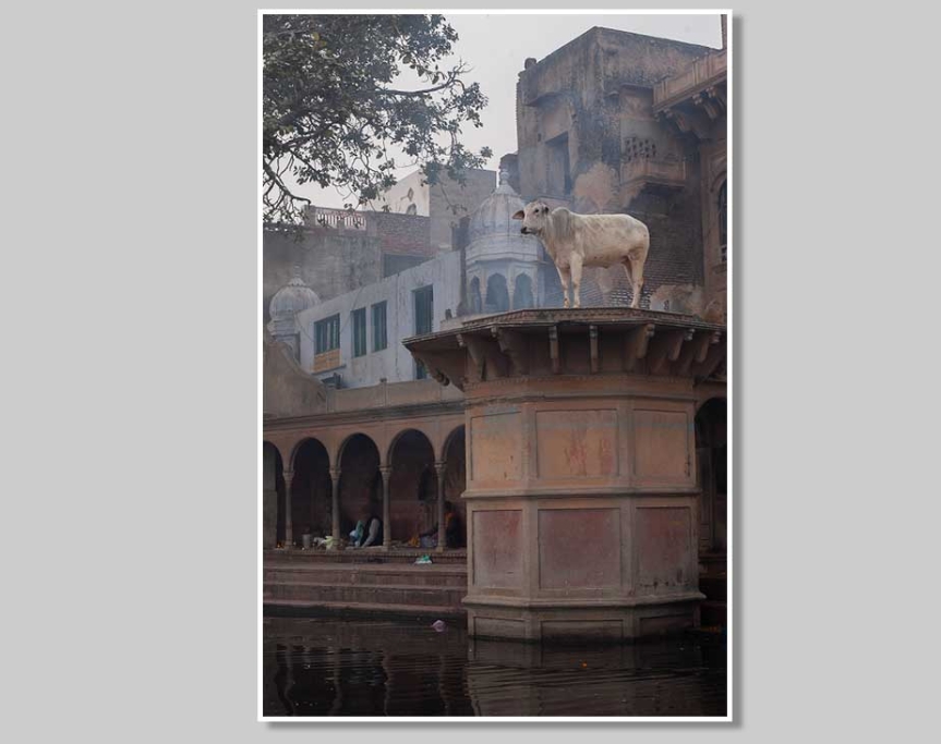 En helig ko står brevid den heliga floden Yamona i Mathura.